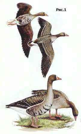 ��������� ����