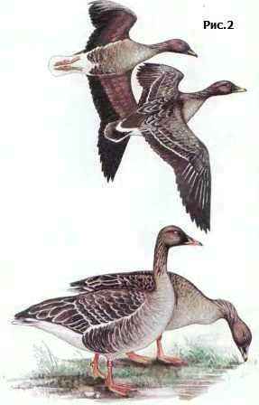 ���� ��������