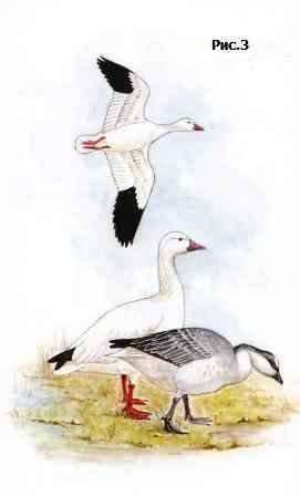 ����� ����