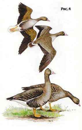 ���� ���������