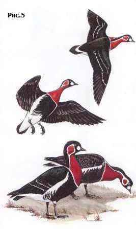 ����������� �������