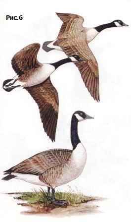 ��������� �������