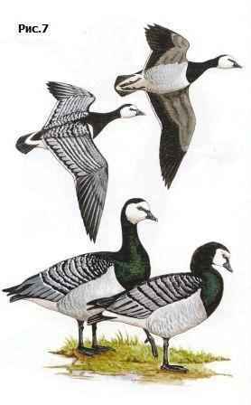 ��������� �������