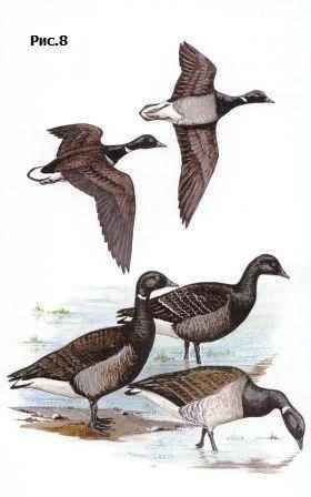 ������ �������