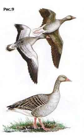 ����� ����