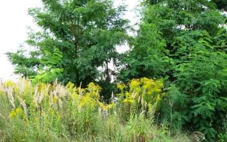 ������ �����