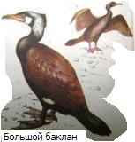 ������� ������