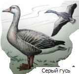 ����� ����