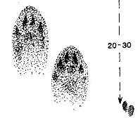 ���� ���������