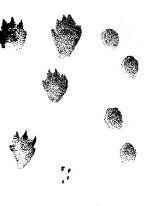 ����� ���������