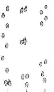 ������ ������