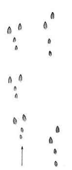 ����� ������