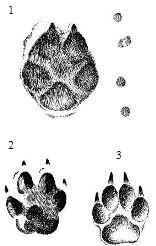 ����� ������, ������