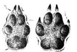 ����� �����