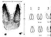 ���� ����