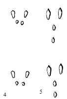 ����� �����, �����