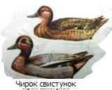 ����� ���������