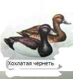 �������� �������