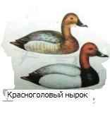 ������������� �����