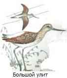 ������� ����