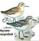 ����� �������