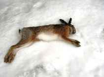 ��������� ������