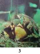 �������� �����