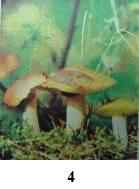 ���� ������