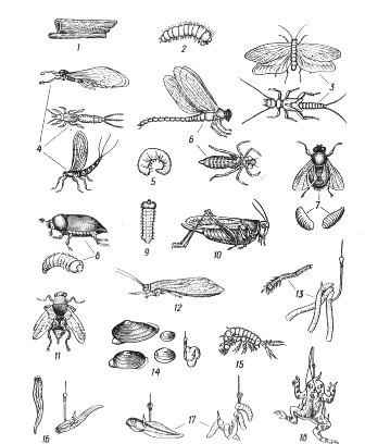 ������� ��� �������, �������