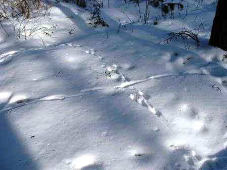 ���� ����� ������ �� �����