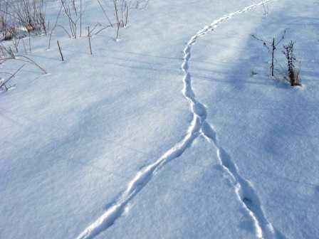 ����� �����