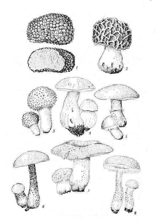 �������, �������, ��������, ����� ����