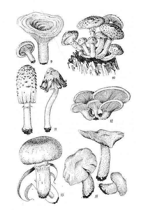 �����, ������, �������, ���������