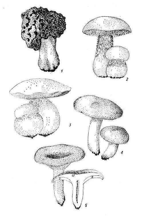 �������, ������, ��������