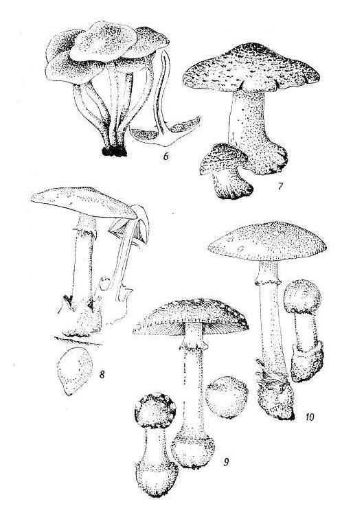 �������, ������� �������, �������