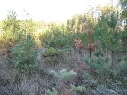 ������ �����