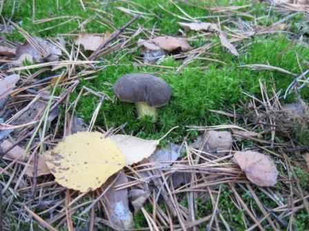 ���� ��������