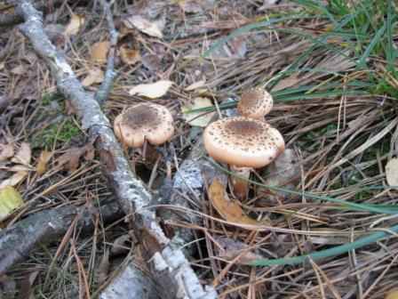 ��������� �����