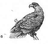 ����� ���������