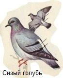 ����� ������