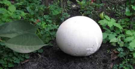 �������� �� �������