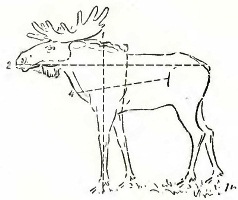 ���� ����. �������������