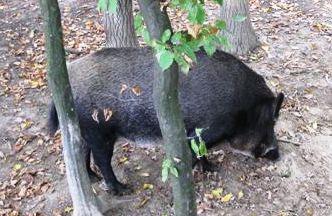 ����� � ����