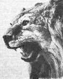 �����������. ������ ����