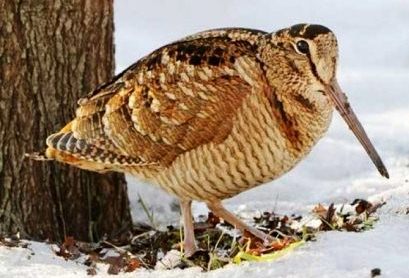 ��������, ���� ����������