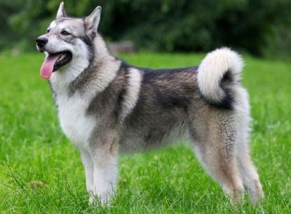 �������-��������� �����