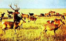 ����� ���������