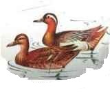 ����� ���������