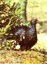 ������� �����