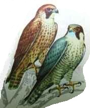 ����� ������